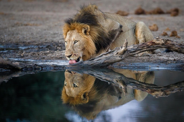 A lion drinking beside a waterhole