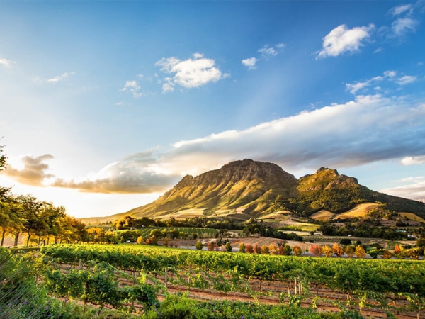 Stellenbosch Winelands Experience