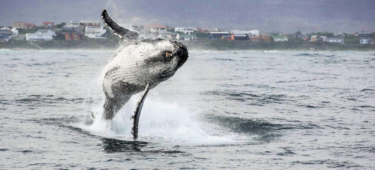 HERMANUS WHALES