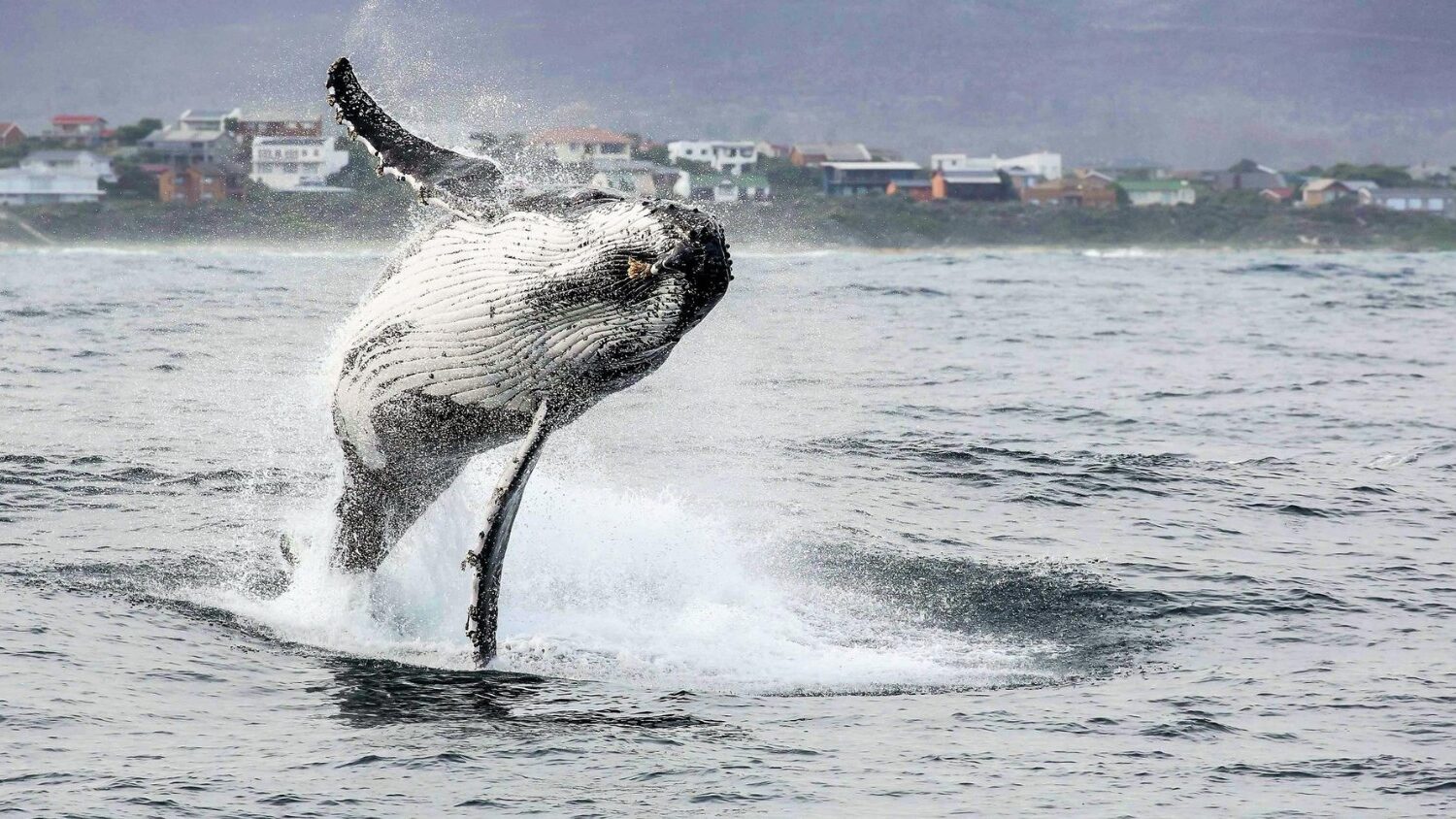 HERMANUS WHALES