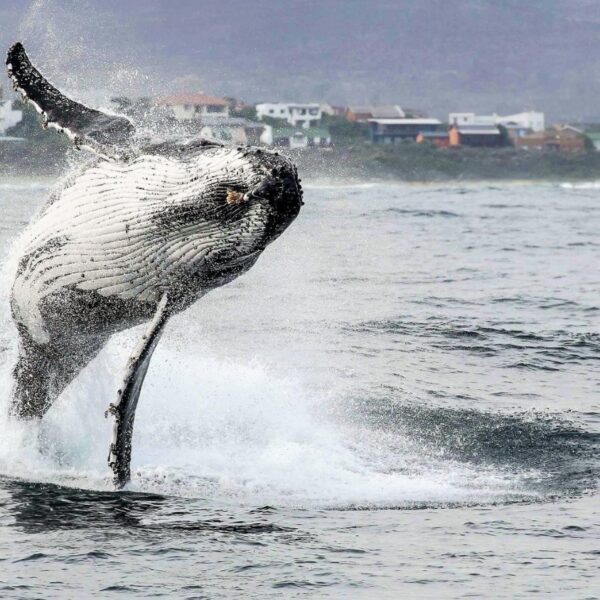 HERMANUS WHALES