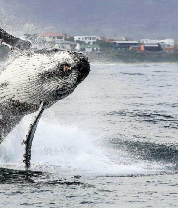 HERMANUS WHALES