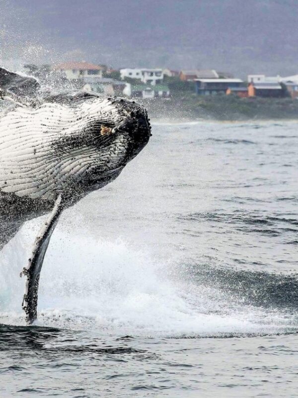 HERMANUS WHALES