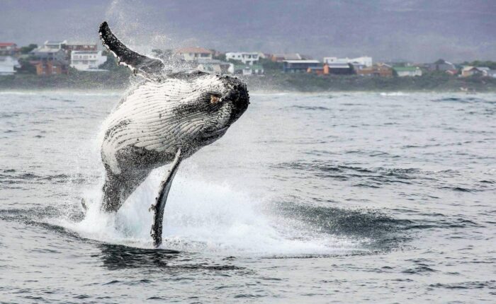 HERMANUS WHALES