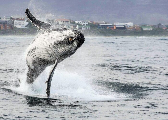 HERMANUS WHALES