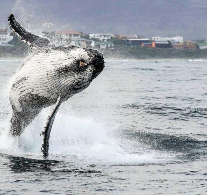 HERMANUS WHALES