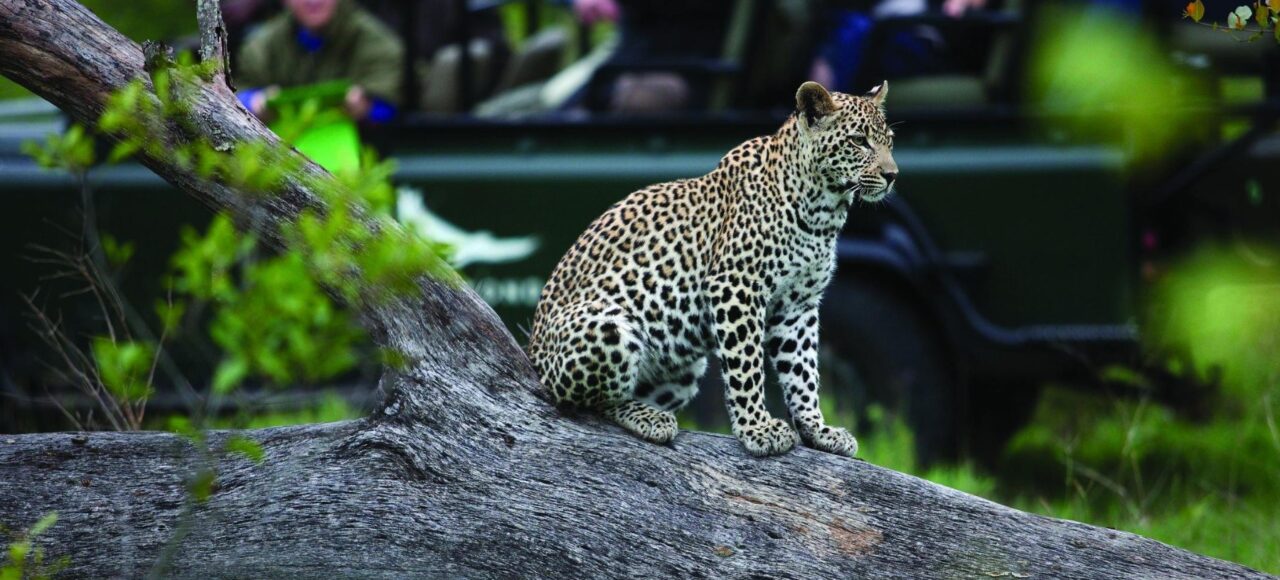 Kruger Park Safaris