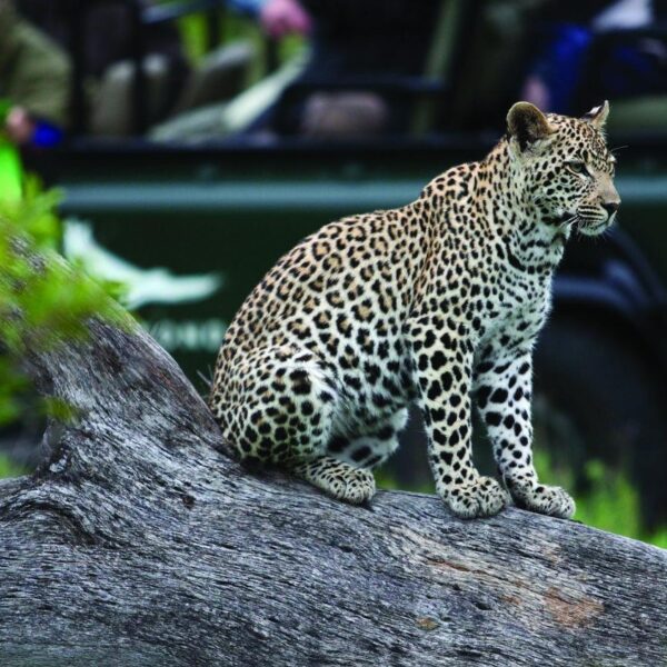 Kruger Park Safaris