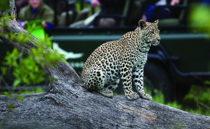 Kruger Park Safaris