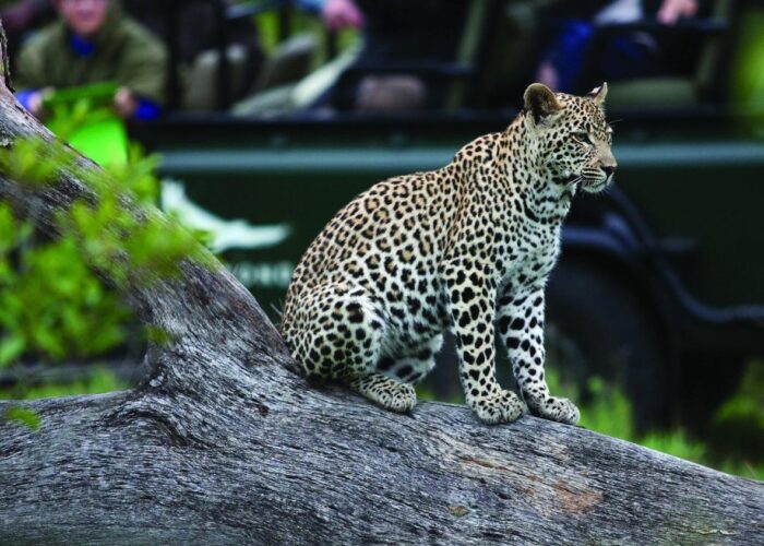 Kruger Park Safaris