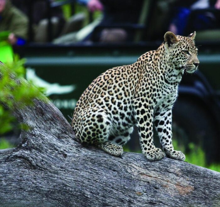 Kruger Park Safaris