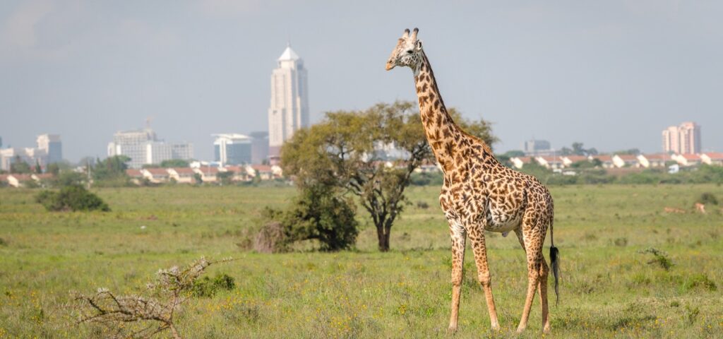 NAIROBI GIRAFFE