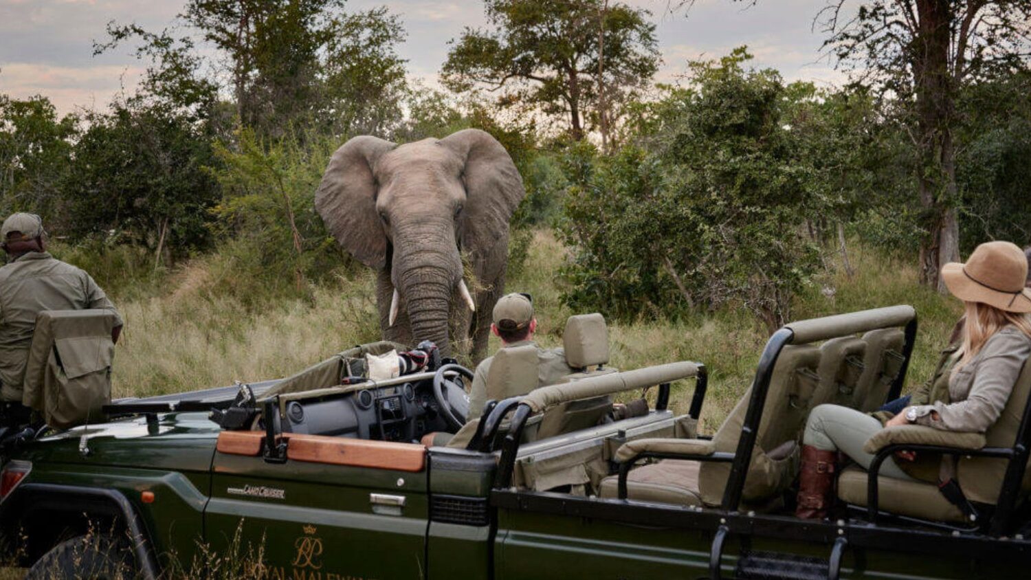 Royal Malewane Lodge - Game Drive Hero