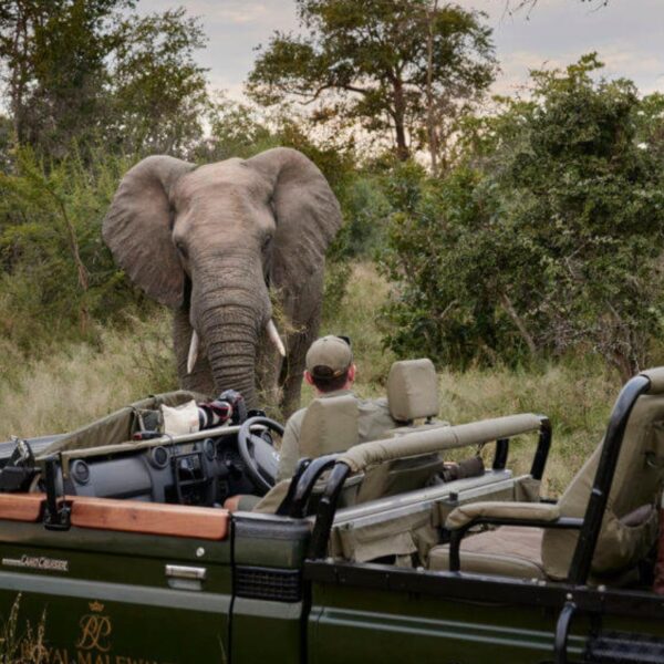 Royal Malewane Lodge - Game Drive Hero