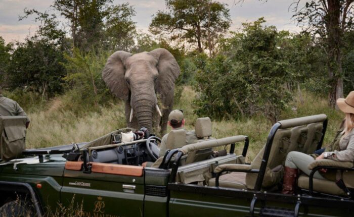 Royal Malewane Lodge - Game Drive Hero