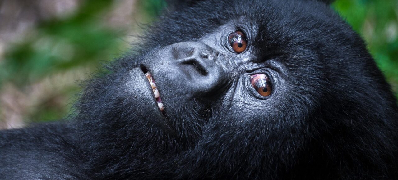 VOLCANOES NATIONAL PARK RWANDA