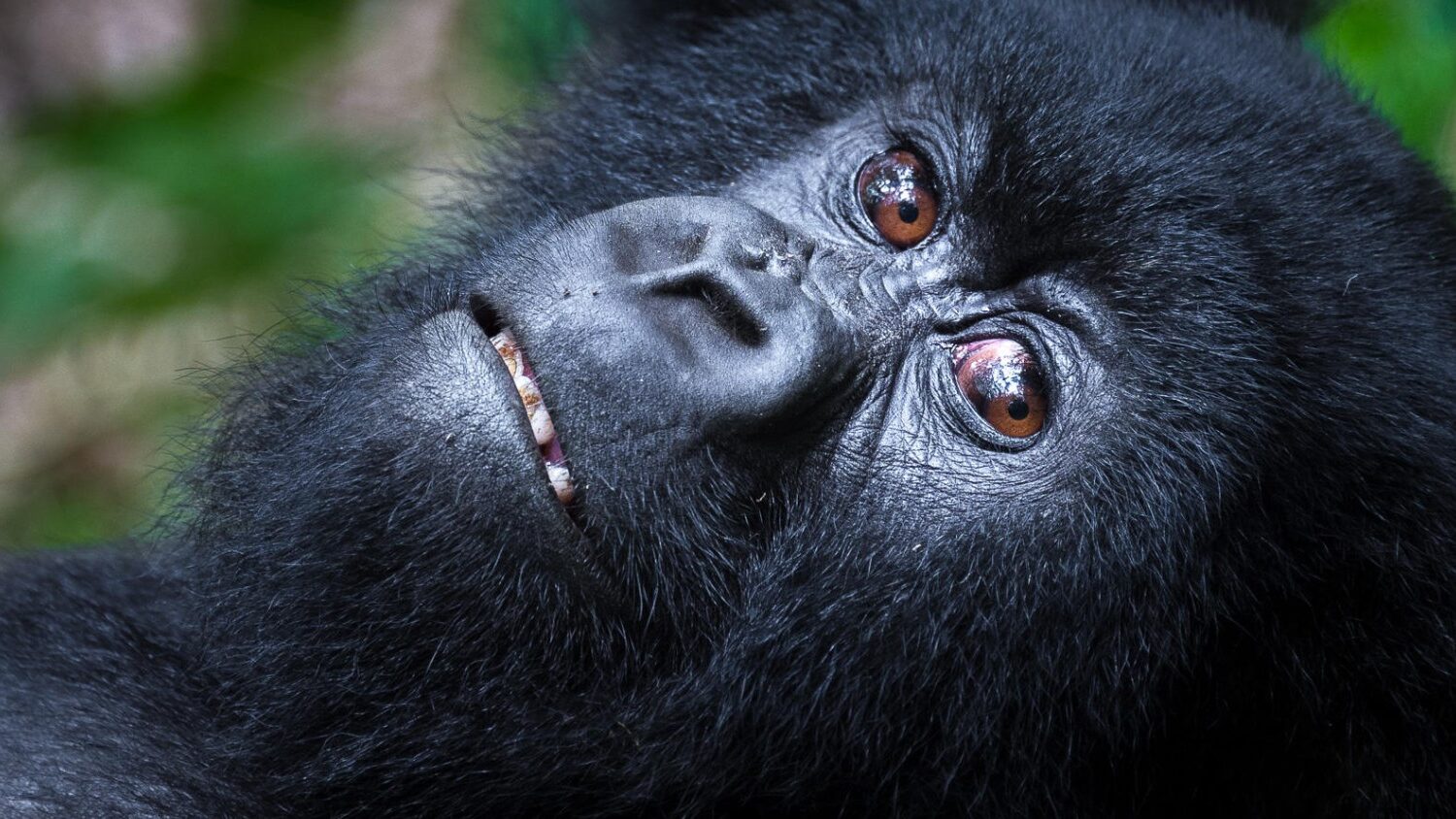 VOLCANOES NATIONAL PARK RWANDA