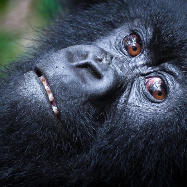 VOLCANOES NATIONAL PARK RWANDA