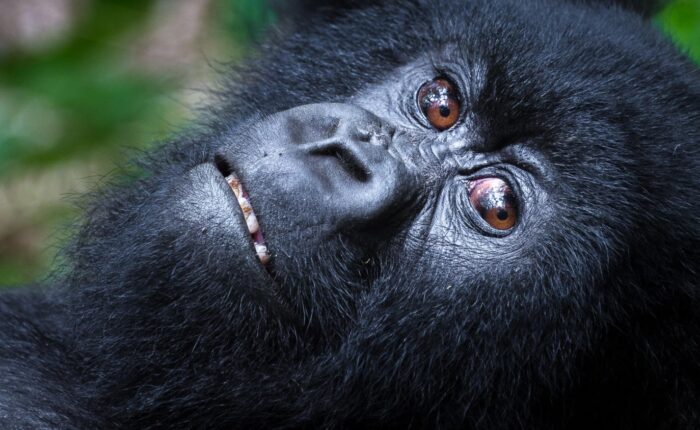 VOLCANOES NATIONAL PARK RWANDA