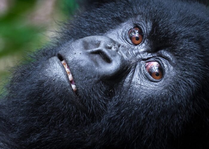 VOLCANOES NATIONAL PARK RWANDA