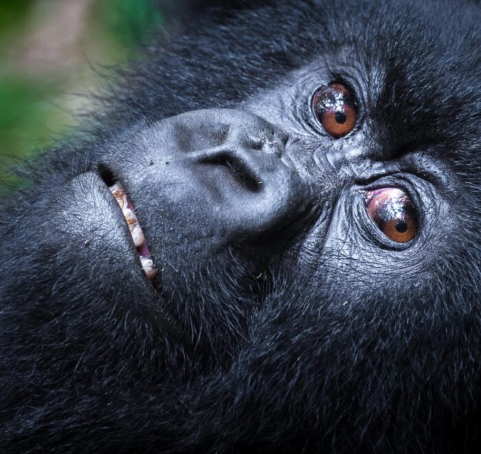 VOLCANOES NATIONAL PARK RWANDA