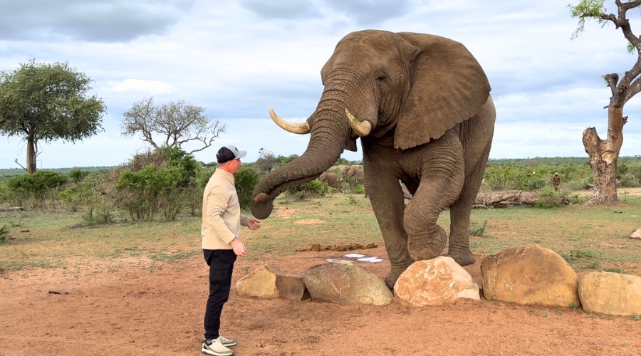 JABULANI SAFARI LODGE ELEPHANT ENGAGEMENT EXPERIENCE