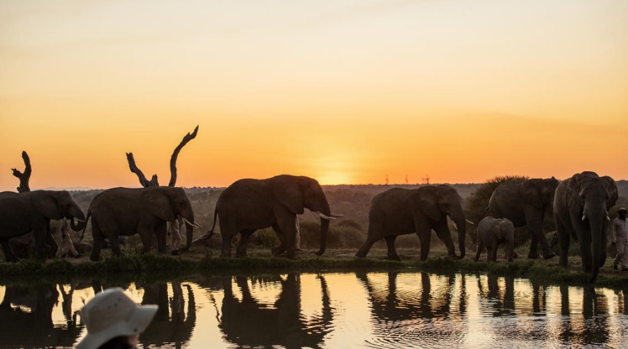 JABULANI SAFARI LODGE SUNDOWNERS WITH ELEPHANTS