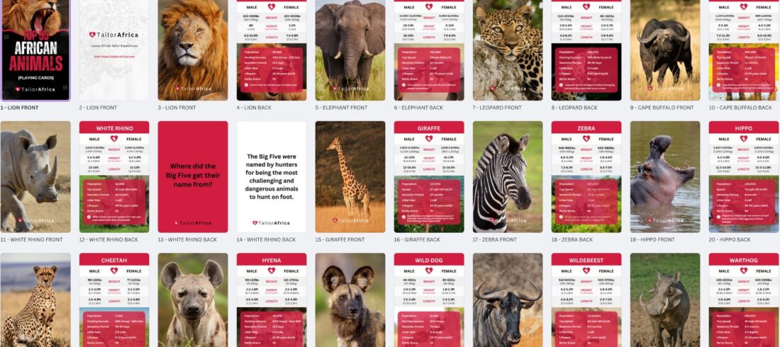 ANIMALCARD BACKGROUND