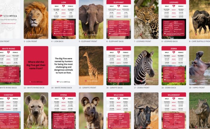 ANIMALCARD BACKGROUND